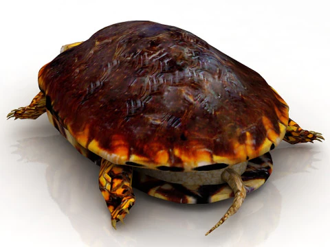 Tartaruga Hermann Tartaruga Modelo 3D