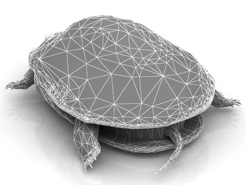 Tartaruga Hermann Tartaruga Modelo 3D