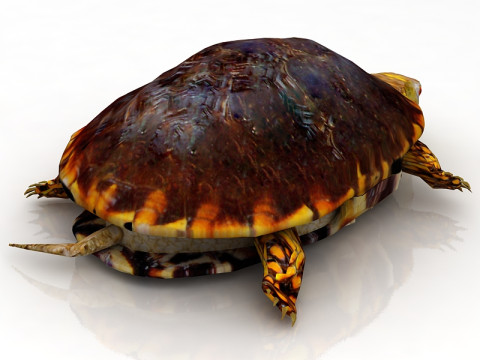 हरमन कछुआ कछुआ 3D मॉडल