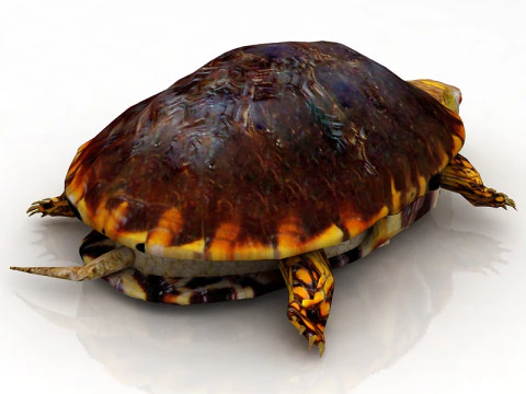 Tartaruga Hermann Tartaruga Modelo 3D