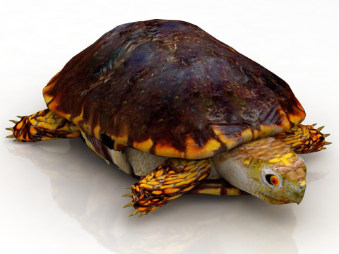 हरमन कछुआ कछुआ 3D मॉडल