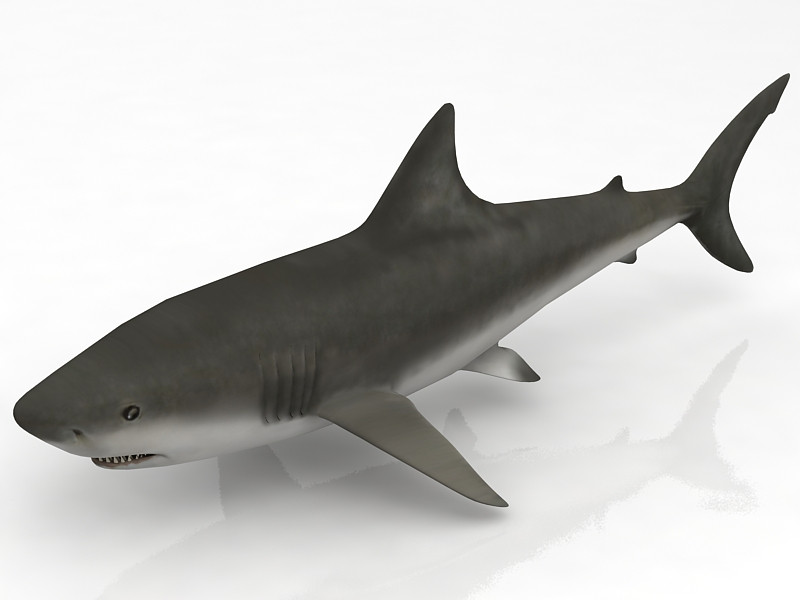Great Shark White 3D Model .c4d .max .obj .3ds .fbx .stl .blend 