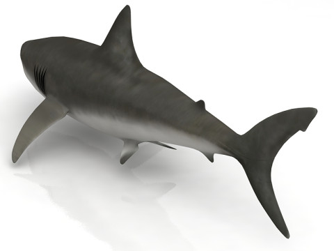 Great Shark White 3D Model