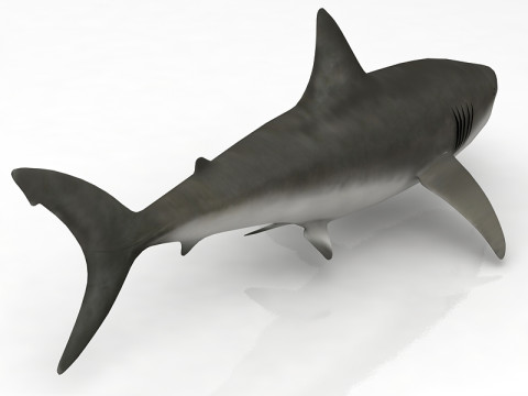 Great Shark White 3D Model