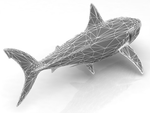 Great Shark White 3D Model