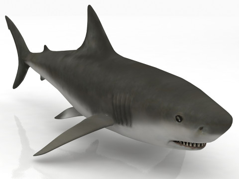 Great Shark White 3D Model