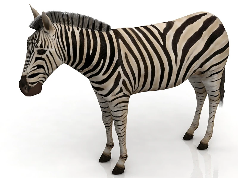 Zebra 3D Model .c4d .max .obj .3ds .fbx .stl .blend 