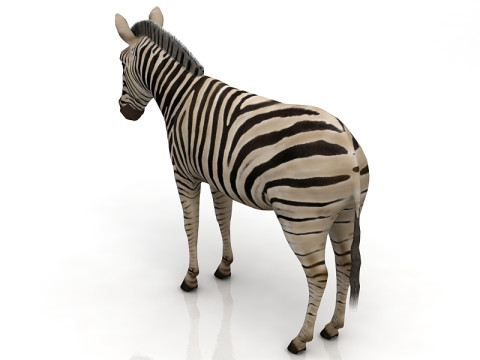 Zebra 3D Model