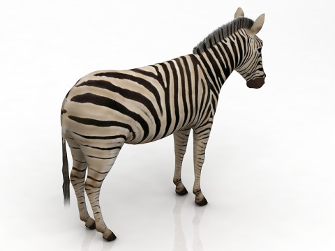 Zebra 3D Model