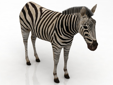 Zebra 3D Model