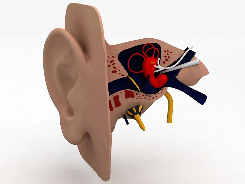 Human Ear Anatomy 3D Model .c4d .max .obj .3ds .fbx .stl .blend