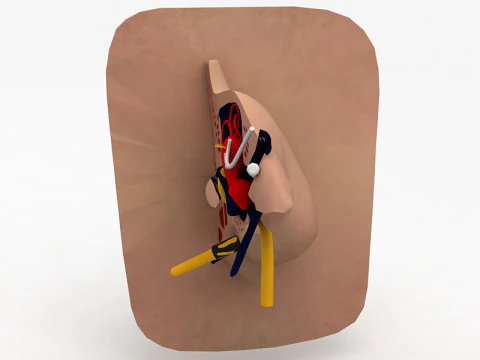 Human Ear Anatomy 3D Model