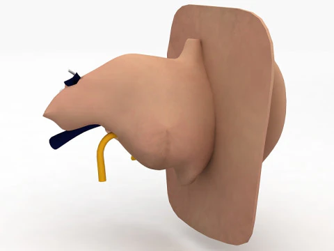 Human Ear Anatomy 3D Model