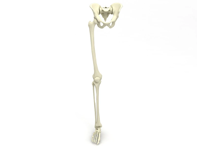 Female Lower Body Skeleton 3D Model .c4d .max .obj .3ds .fbx .stl .blend 