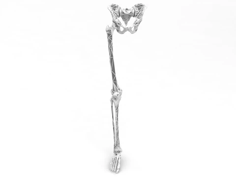 Female Lower Body Skeleton 3D Model