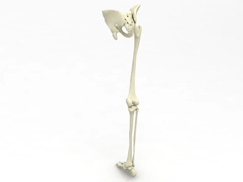 Female Lower Body Skeleton 3D Model