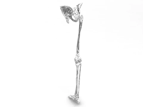 Female Lower Body Skeleton 3D Model