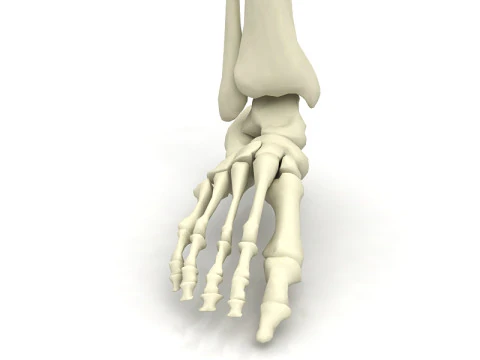 Female Lower Body Skeleton 3D Model