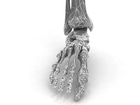 Female Lower Body Skeleton 3D Model