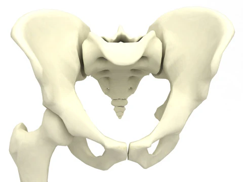 Female Lower Body Skeleton 3D Model