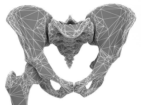 Female Lower Body Skeleton 3D Model