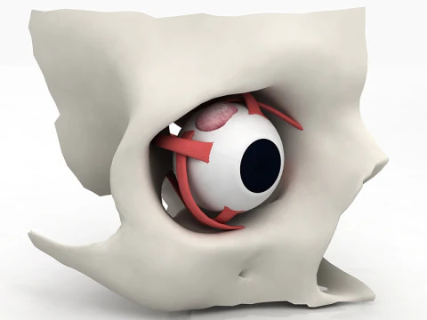 3D-oog met anatomisch dwarsdoorsnedemodel 3D Model