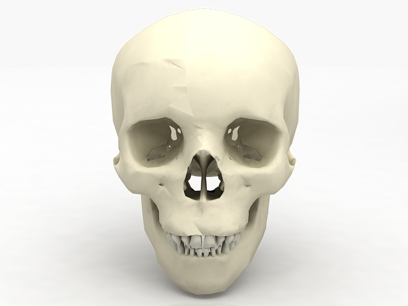 Real Human Skull 3D Model .c4d .max .obj .3ds .fbx .stl .blend 