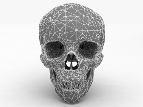 Real Human Skull 3D Model