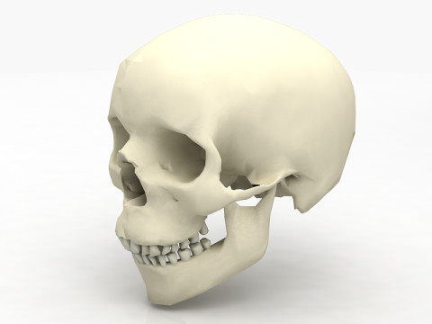 Real Human Skull 3D Model