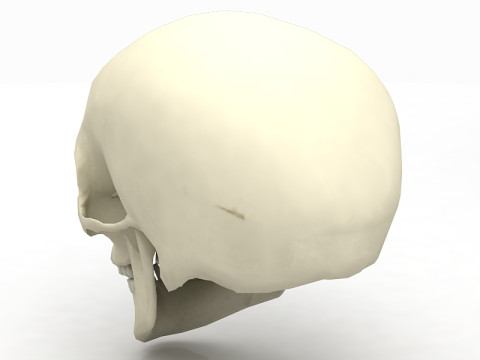 Real Human Skull 3D Model