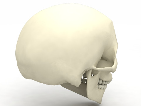 Real Human Skull 3D Model