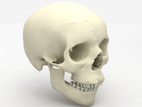 Real Human Skull 3D Model