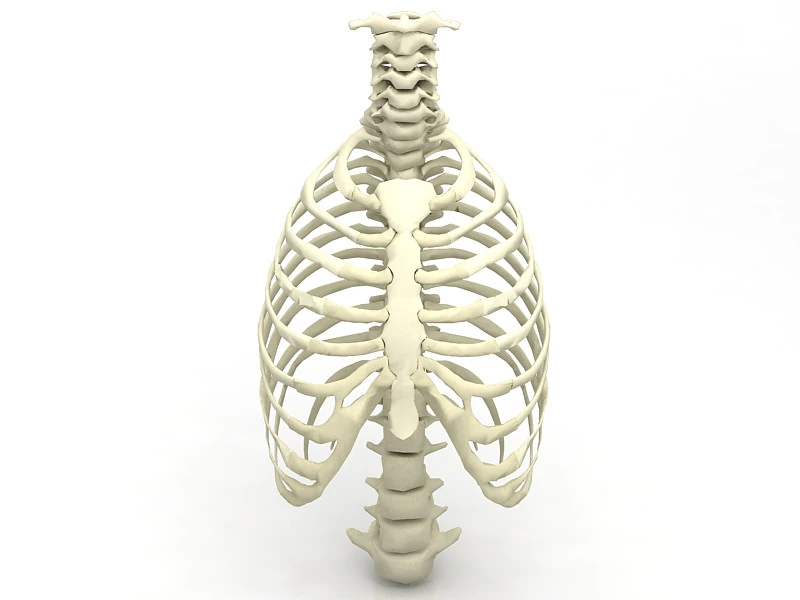 Thoristic Cage 3D Model .c4d .max .obj .3ds .fbx .stl .blend 