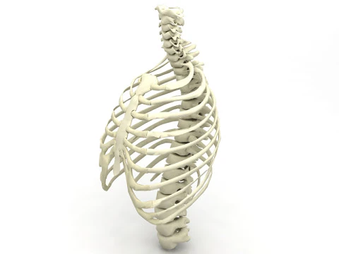 Thoristic Cage 3D Model