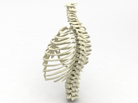 Klatka Thoristyczna Model 3D