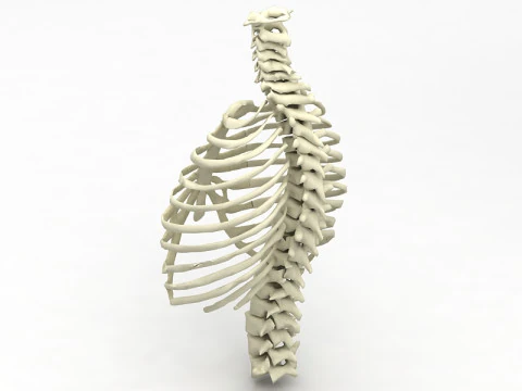 Thoristic Cage 3D Model