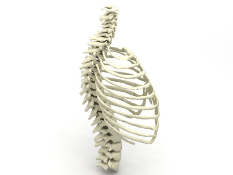 Klatka Thoristyczna Model 3D