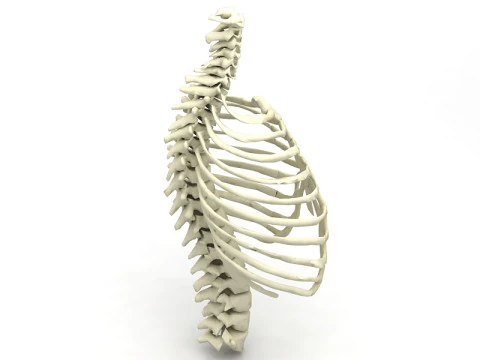 Thoristic Cage 3D Model