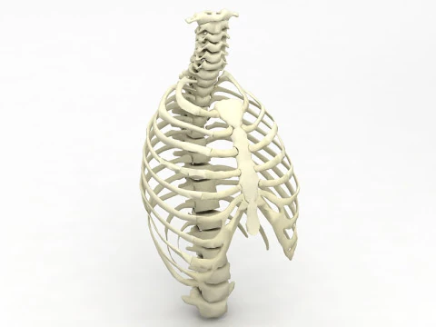 Thoristic Cage 3D Model