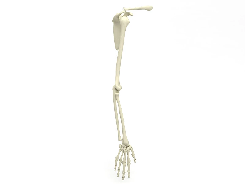 해골 팔 3D 모델 .c4d .max .obj .3ds .fbx .stl .blend 