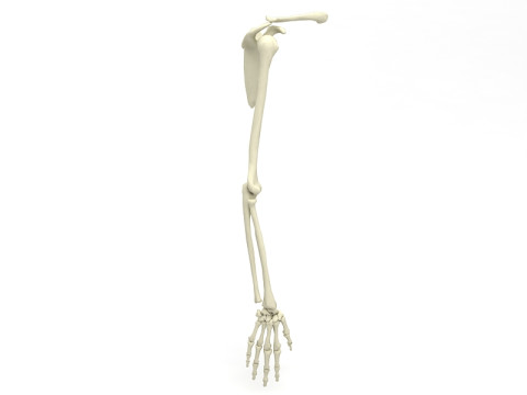 कंकाल जैसे हाथ 3D मॉडल