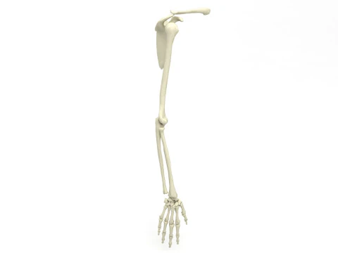 Lengan Kerangka Model 3D