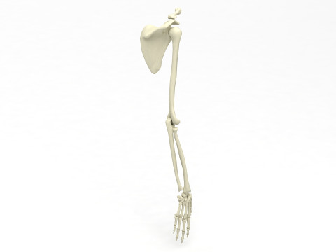 Ramię Szkieletu Model 3D