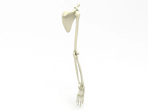 해골 팔 3D 모델