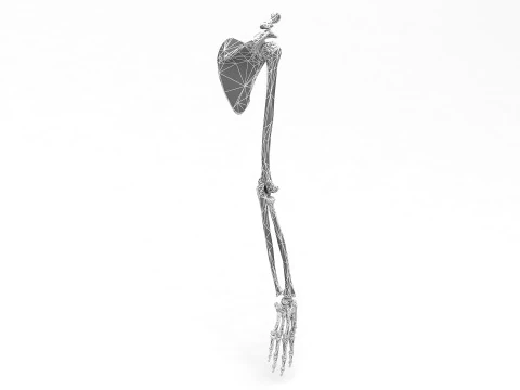 해골 팔 3D 모델