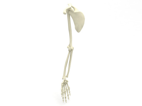 Ramię Szkieletu Model 3D