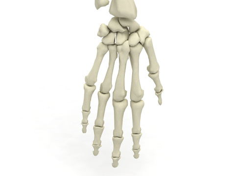 Ramię Szkieletu Model 3D