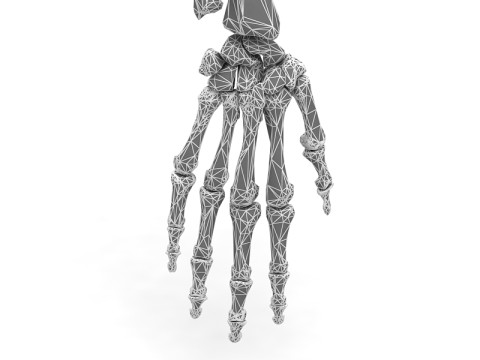 Ramię Szkieletu Model 3D