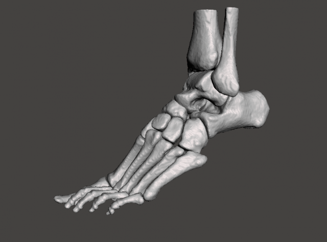 left foot - male 3D Модель .c4d .max .obj .3ds .fbx .stl .blend 