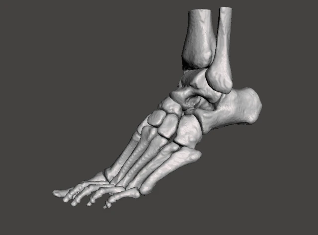 left foot - male 3D Model .c4d .max .obj .3ds .fbx .stl .blend 